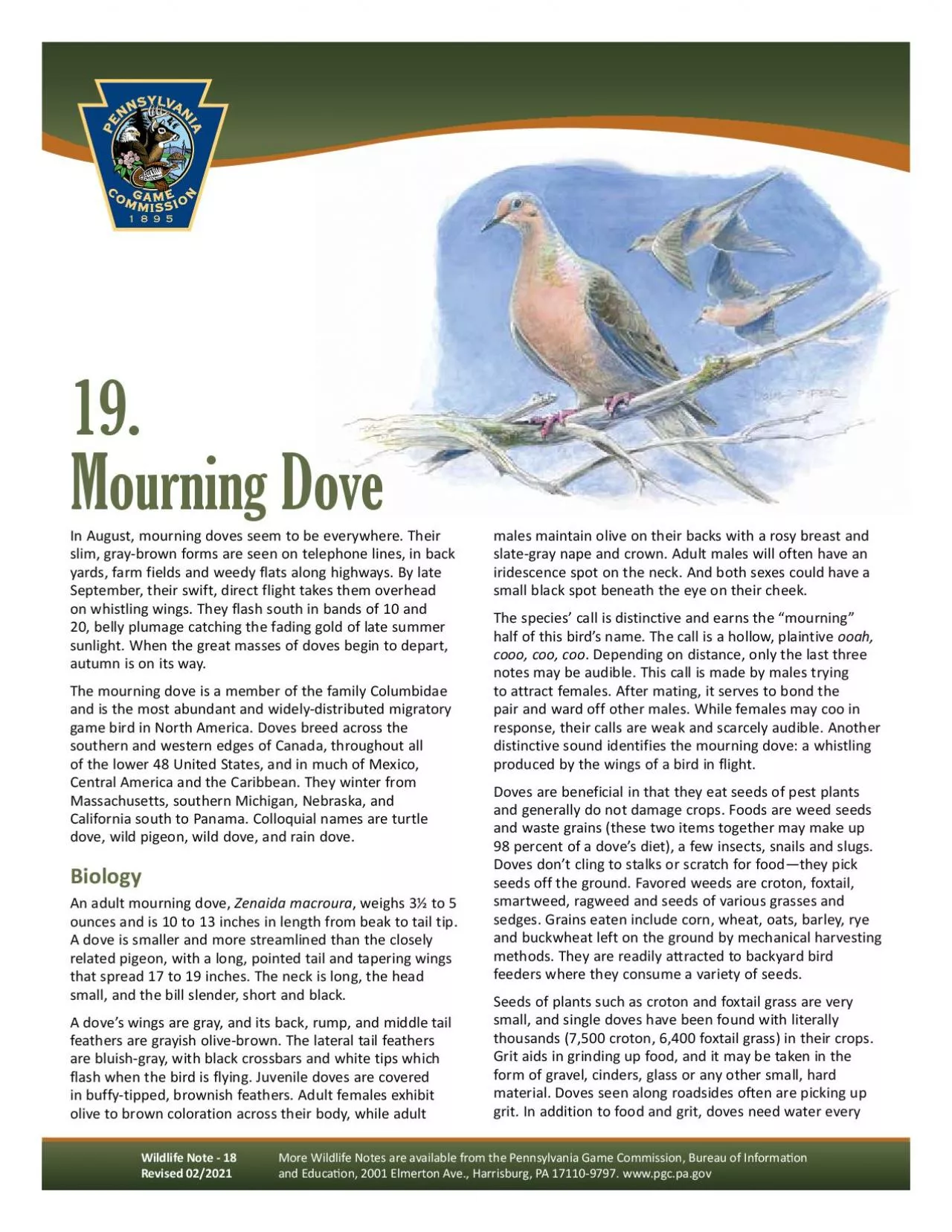 PDF-In August, mourning doves seem to be everywhere. Their slim, gray-brow