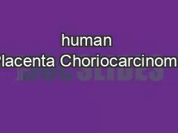human Placenta Choriocarcinoma