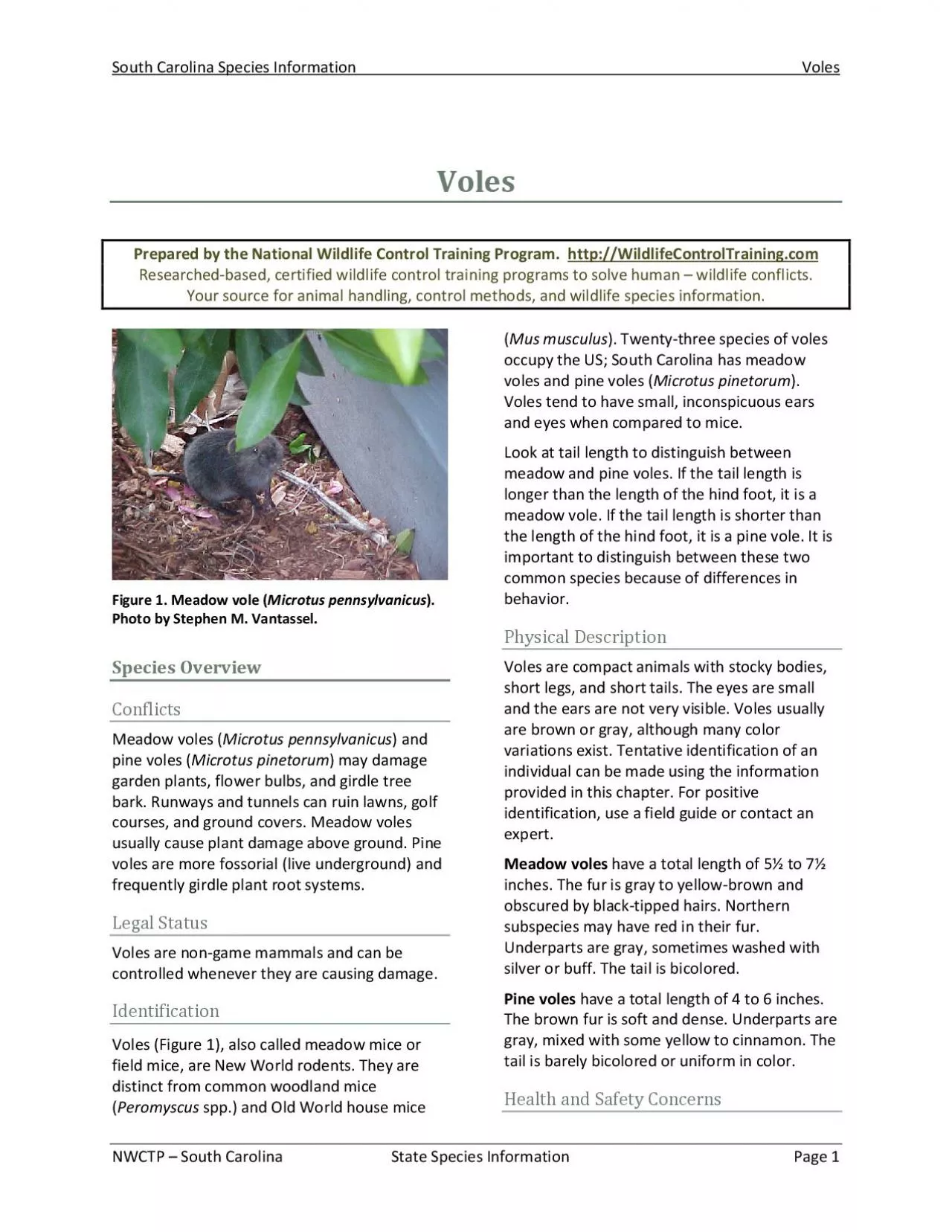 PDF-South Carolina Species InformationVoles