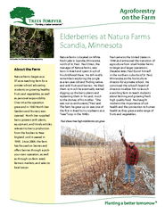 Agroforestry on the Farm Elderberries at Natura Farms