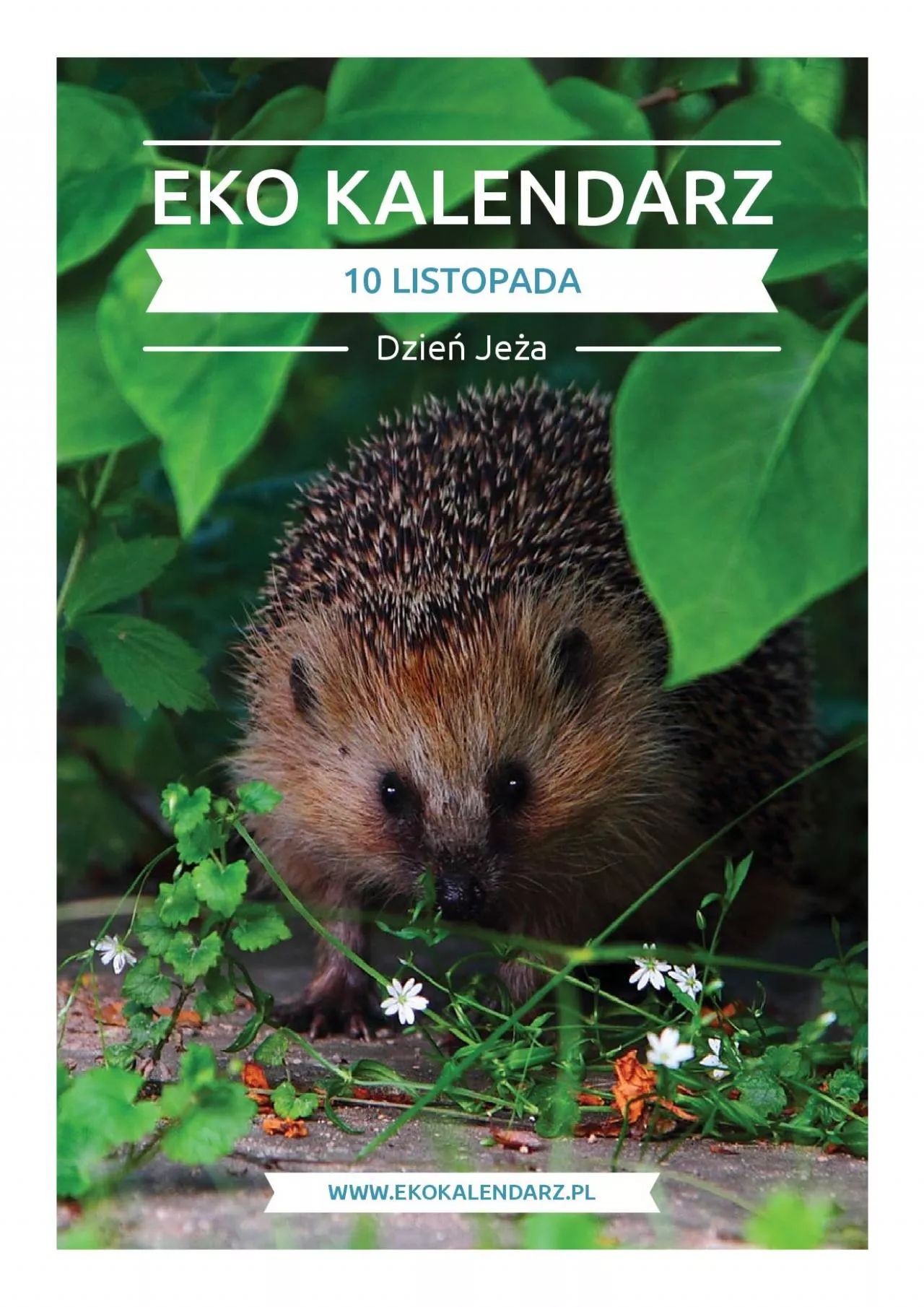 PDF-EKO KALENDARZ10 LISTOPADA