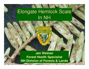 Elongate Hemlock Scale Elongate Hemlock Scale In NH In
