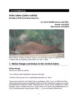 PDF-Labeo rohita