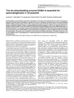 Thede-ubiquitylatingenzymeDUBAisessentialforspermatogenesisinDrosophil