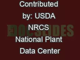 Contributed by: USDA NRCS National Plant Data Center