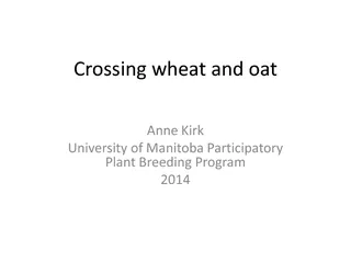 Crossing wheat and oat Anne Kirk University of Manitob
