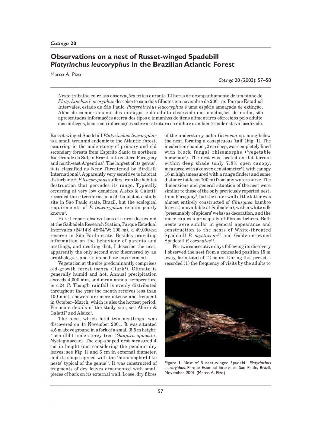 PDF-57Cotinga 20Russet-winged Spadebill Platyrinchus leucoryphusis a small