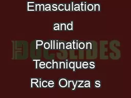 Emasculation and Pollination Techniques Rice Oryza s