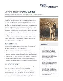 Coyote Hazing