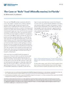 The Cane or “Bufo” Toad (Rhinella marina) in Florida