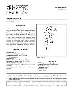 PDF-Hoya carnosa -- Wax Plant