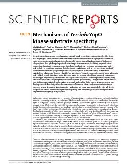 Mechanisms of Yersinia YopO kinase substrate speci�cityWeiW