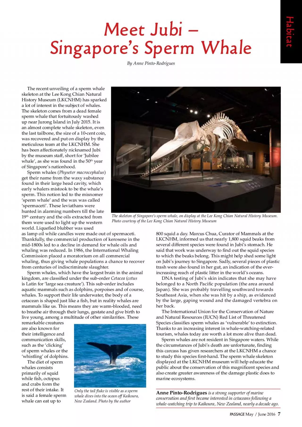 PDF-Meet Jubi – Singapore’s Sperm Whale