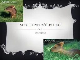 Southwest  Pudu By:  Stephenie