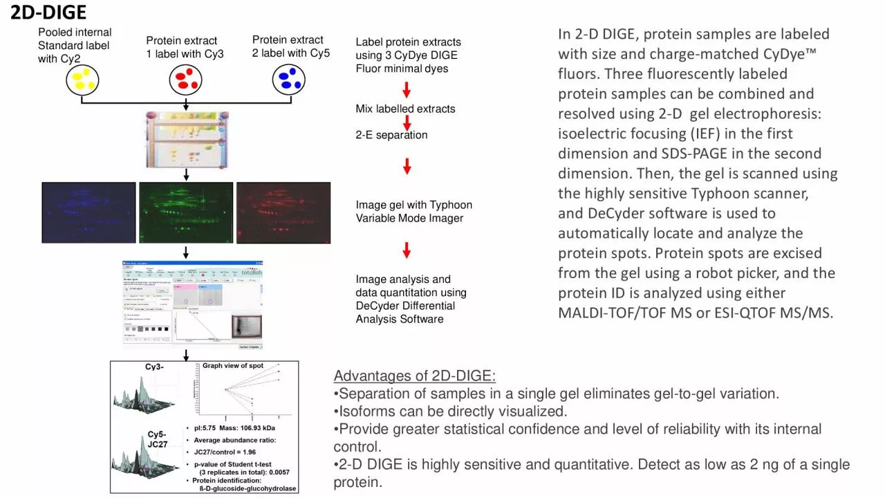 PDF-Pooled internalStandard label with Cy2Protein extract 1 label with Cy3