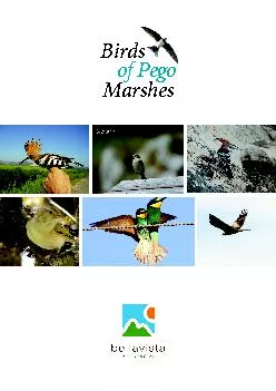 Birds        of Pego  Marshes