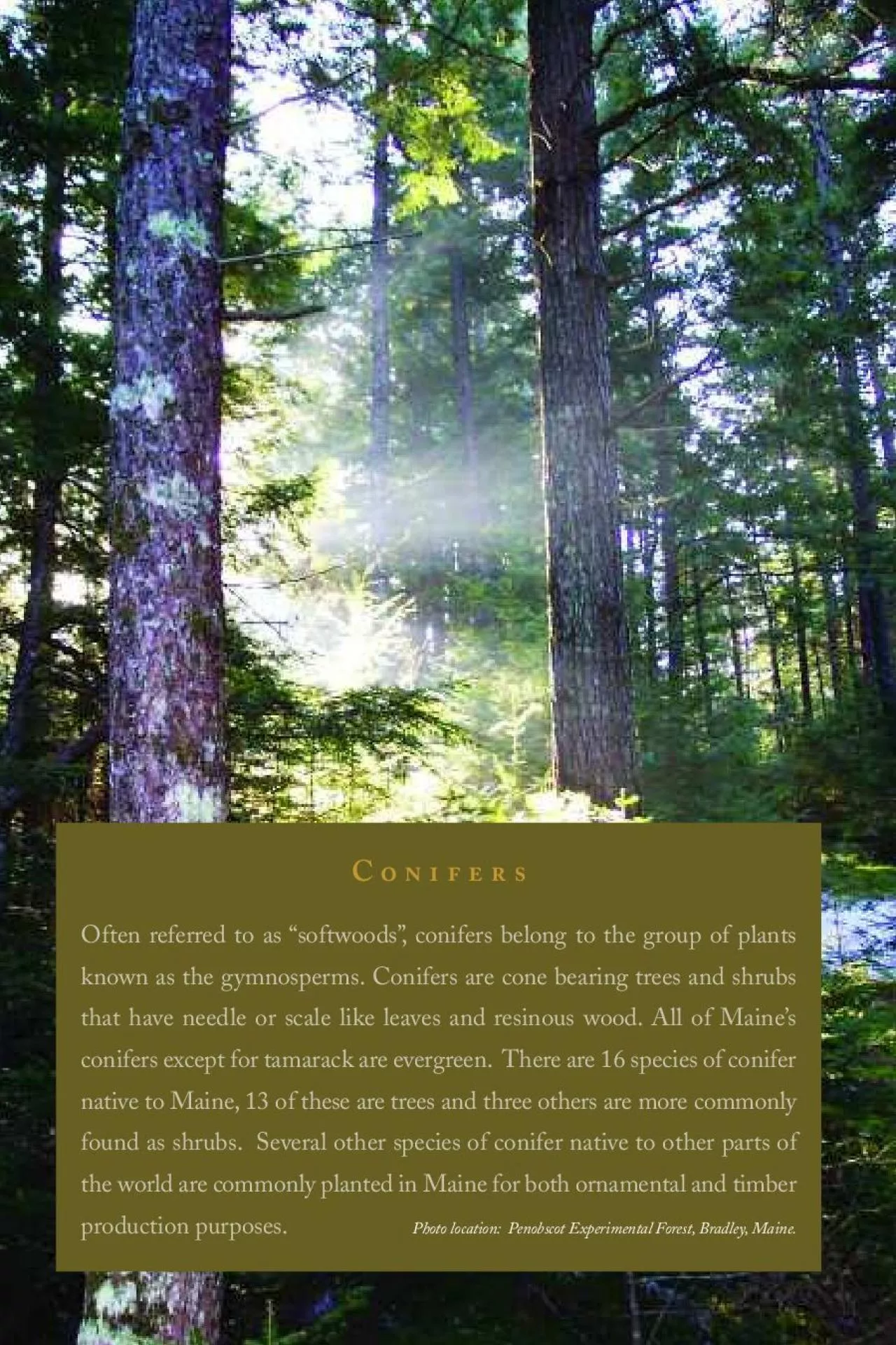 PDF-Often referred to as 툀softwoodsÓ,conifers belong to the group of pl