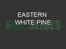 EASTERN WHITE PINE