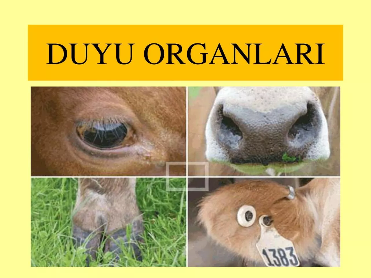 PDF-DUYU ORGANLARI