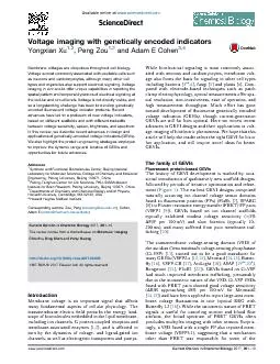 Voltage imaging with genetically encoded indicators