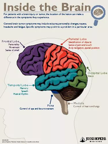 Inside the Brain