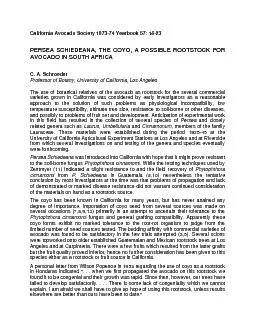 Simultaneously Edranol and Fuerte were budded to comparable available