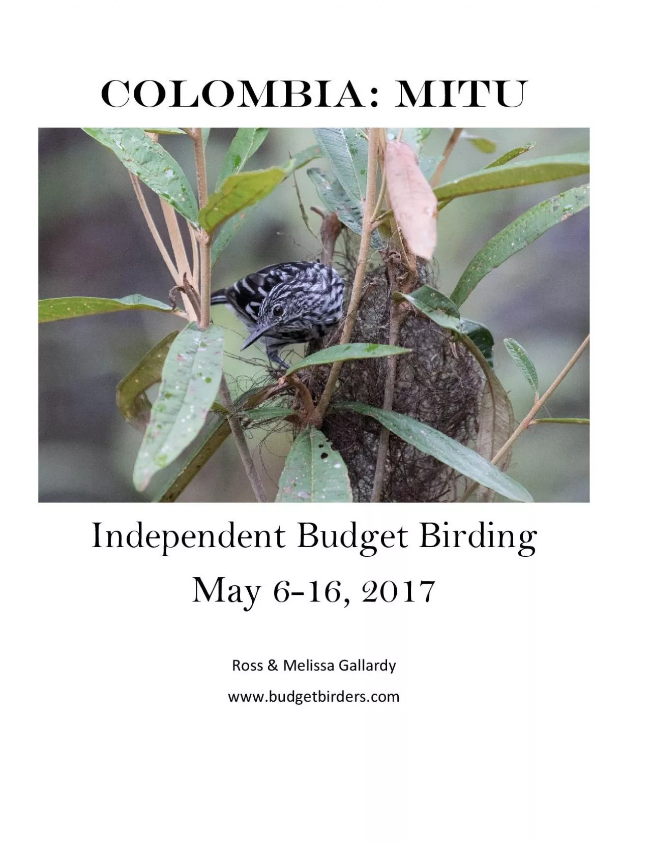 PDF-Colombia MituIndependentBudget Birding May 616 2017Ross Melissa Gal