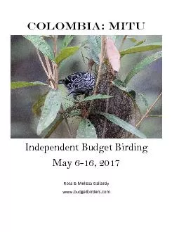 Colombia MituIndependentBudget Birding May 616 2017Ross Melissa Gal