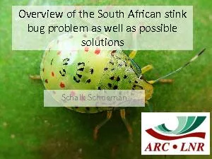 Overview of the South African stink