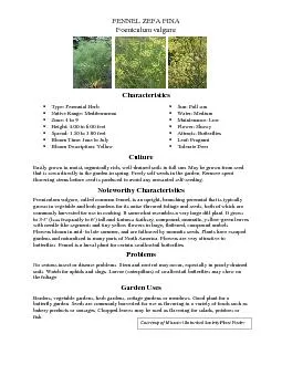 PDF-Foeniculum vulgare