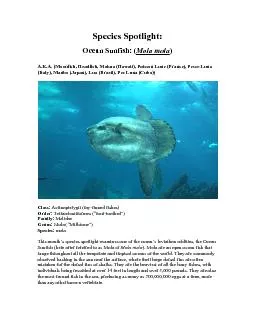 Species Spotlight   Ocean Sunfish Mola mola