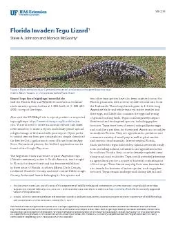 Florida Invader Tegu Lizard