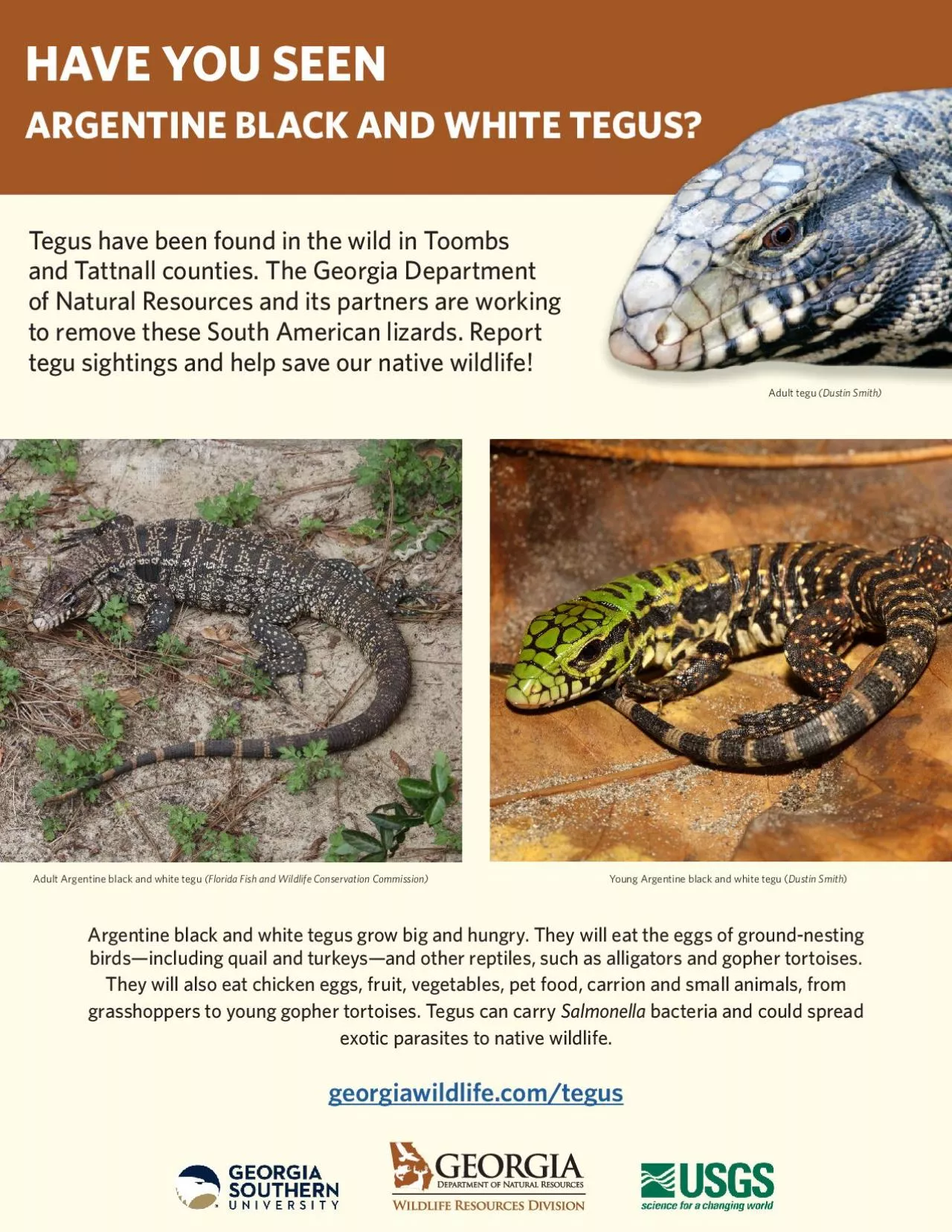 PDF-Argentine black and white tegus grow big and hungry They will eat the