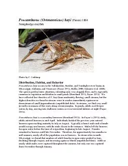 Procambarus Ortmannicus hayi Faxon 1884Straightedge crayfish Photo