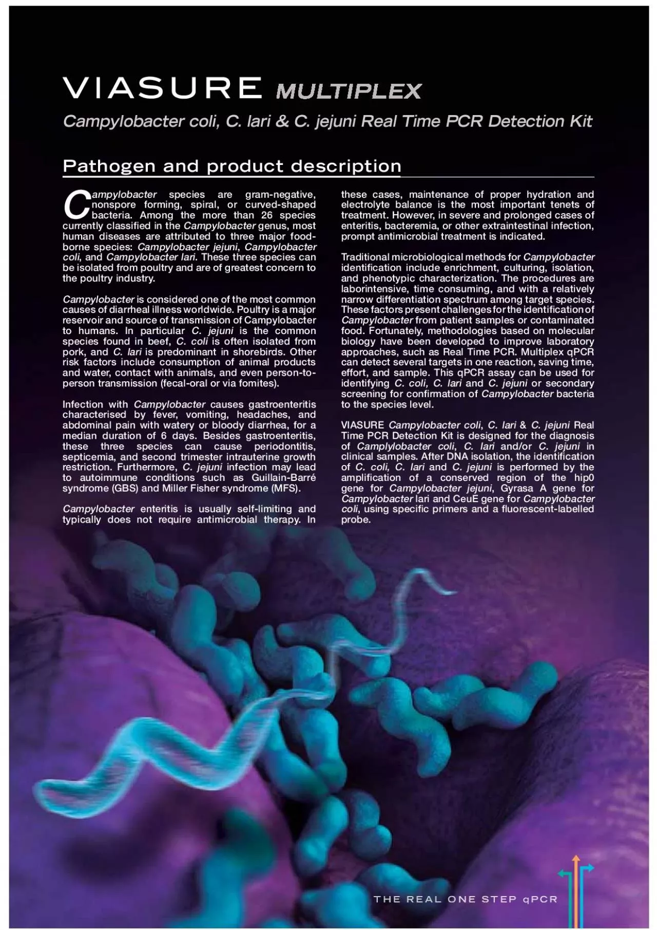 PDF-Campylobacter coli C lari C jejuni Real Time PCR Detection