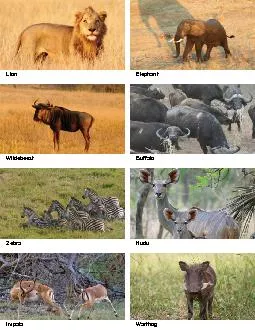 Gorongosa-cards-DS.pdf