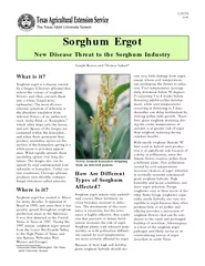 What is it Sorghum ergot is a disease caused by a fung