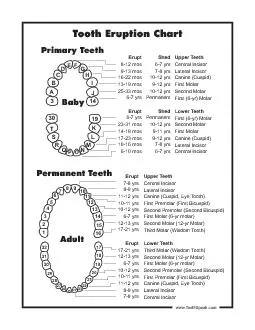 Permanent Teeth                 Primary Teeth Erupt  y