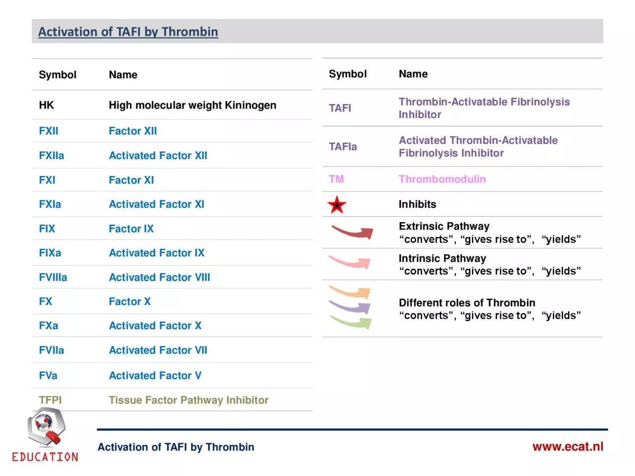 PDF-Activation of TAFI by Thrombin