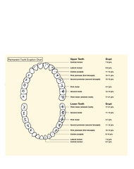 Development of Human Dentition Permanent Teeth Upper T