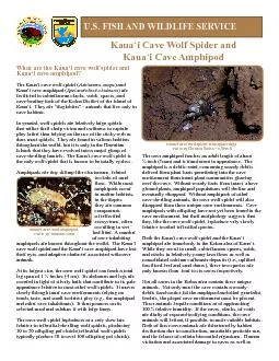 PDF-i Cave Wolf Spider and