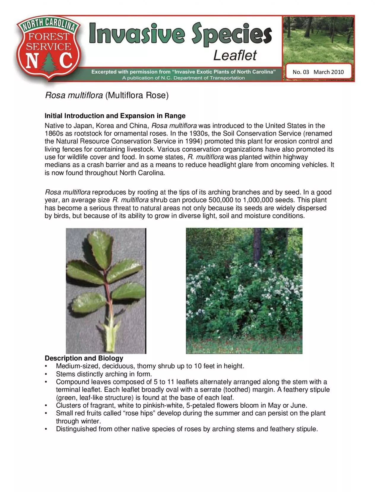 PDF-March2010Multiflora Rose Rosa multiflora was introduced to the Unite