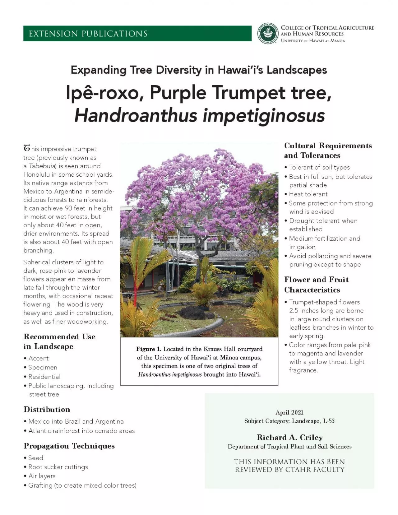 PDF-his impressive trumpet tree previously known as Tabebuia is seen aro