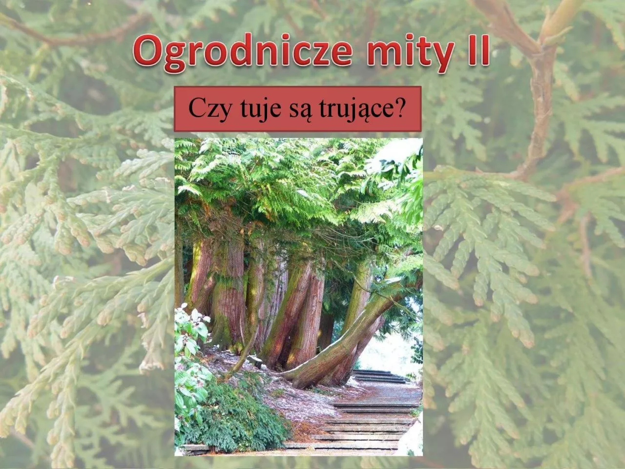 PDF-Czy tuje s trujce