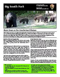 Black Bears on the Cumberland Plateau
