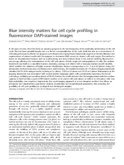 BlueintensitymattersforcellcycleprofilinginfluorescenceDAPIstainedima