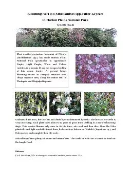 PDF-Blooming Nelu s