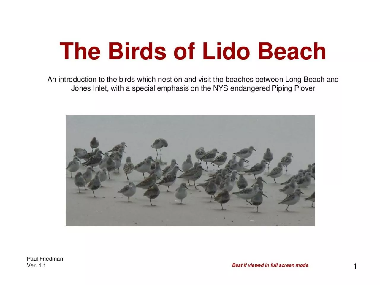 PDF-The Birds of Lido Beach