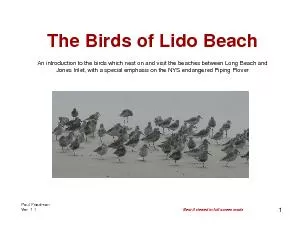 The Birds of Lido Beach