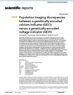 they detect intracellular concentration of a free calcium ion in the n